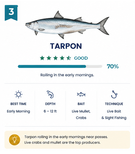 tarpon-fish-card