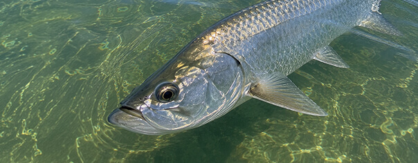tarpon-port-sanibel-marina