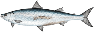 tarpon-port-sanibel-marina