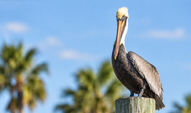 pelican-in-port-sanibel-marina-with-manatee